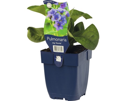 Schmalblättriges Lungenkraut FloraSelf Pulmonaria angustifolia 'Azurea' H 5-35 cm Co 0,5 L