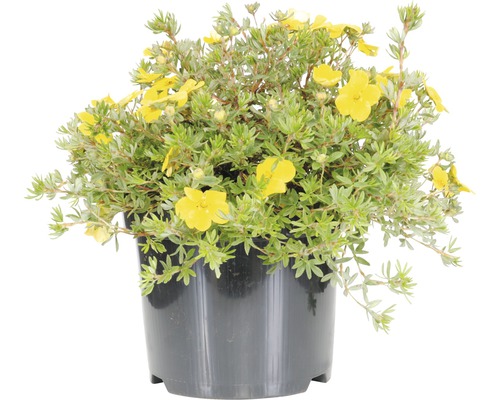 Gelber Fingerstrauch im Topf