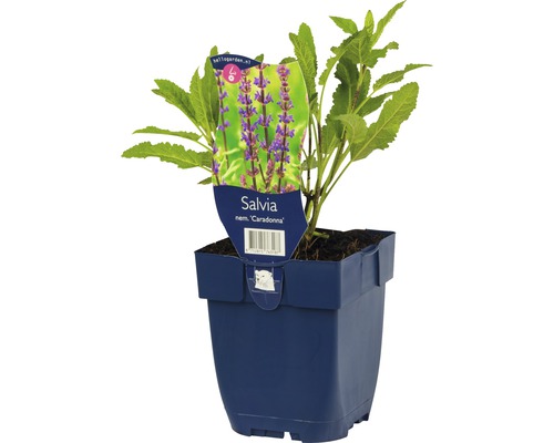 Salbei ''Caradonna'' im Topf