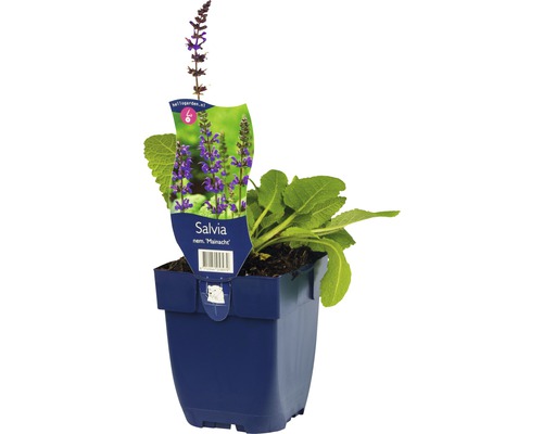 Hainsalbei, Ziersalbei, Gartensalbei FloraSelf Salvia nemorosa 'Mainacht' H 5-20 cm Co 0,5 L Hainsalbei, Ziersalbei, Gartensalbei FloraSelf Salvia nemorosa 'Mainacht' H 5-20 cm Co 0,5 L