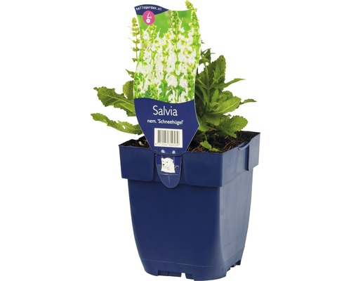 Hainsalbei, Ziersalbei, Gartensalbei FloraSelf Salvia nemorosa 'Schneehuegel' H 5-20 cm Co 0,5 L Hainsalbei, Ziersalbei, Gartensalbei FloraSelf Salvia nemorosa 'Schneehuegel' H 5-20 cm Co 0,5 L