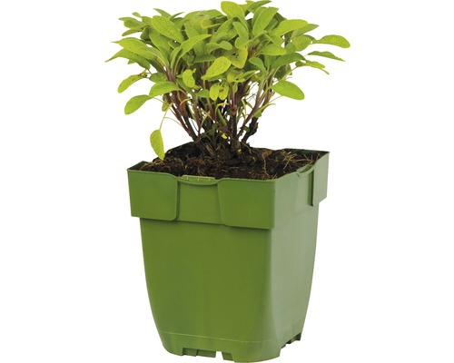 Salbei Pflanze im Topf