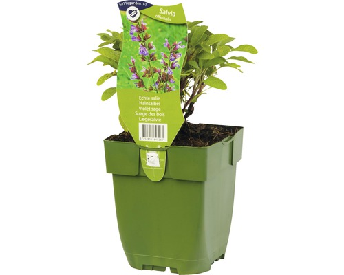 Echter Salbei im Topf