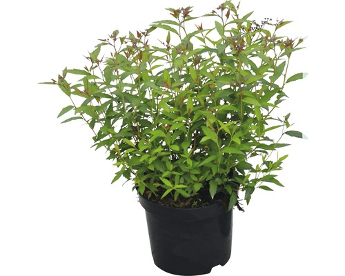 Spierstrauch FloraSelf Spiraea japonica 'Anthony Waterer' H 30-40 cm Co 2,8 L Spiree im Topf