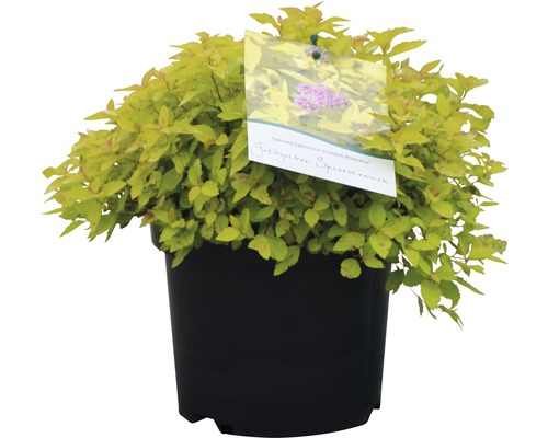 Spierstrauch FloraSelf Spiraea japonica 'Golden Princess' H 30-40 cm Co 2,8 L