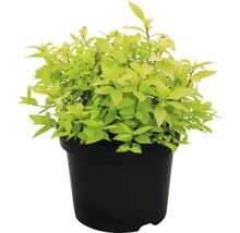Spiraea im Topf