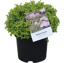 Spierstrauch FloraSelf Spiraea japonica 'Little Princess' H 30-40 cm Co 2,8 L