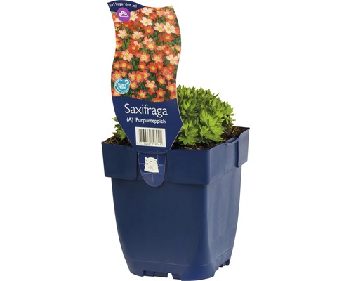 Steinbrech Saxifraga A Purpurteppich im Topf