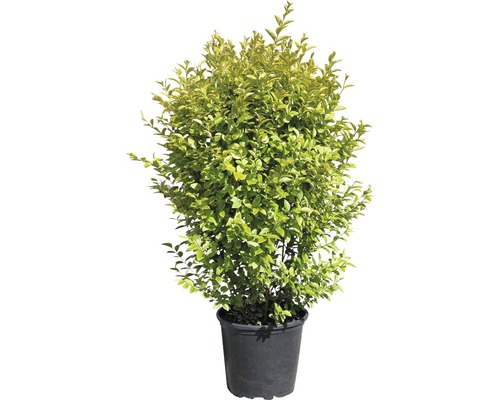 Gold-Liguster XXL FloraSelf Ligustrum ovalifolium 'Aureum' | HORNBACH