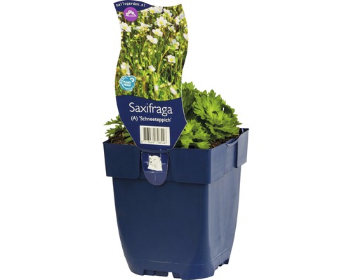 Steinbrech ''Schneeteppich'' im Topf