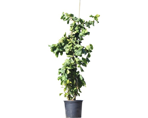 Haselnuss-Stabpflanze im Topf