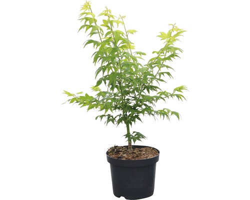 Japanischer Ahorn im Topf