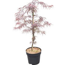 Fächerahorn FloraSelf Acer palmatum 'Firecracker' H 40-50 cm Co 4,5 L-thumb-1