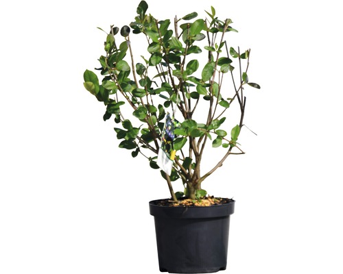 Japanische Nelkenkirsche im Topf