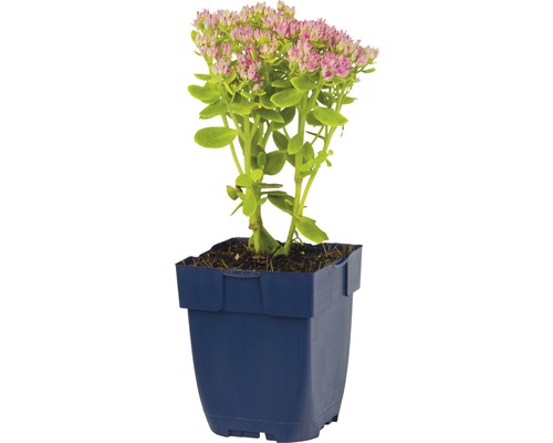 Fetthenne im Topf mit rosa Blüten und grünen Blättern