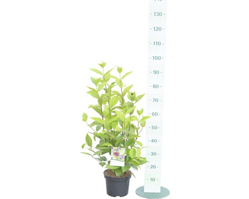 Pfeifenstrauch im Topf mit Größenangabe.