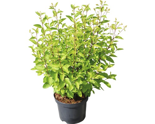 Pfeifenstrauch im Topf