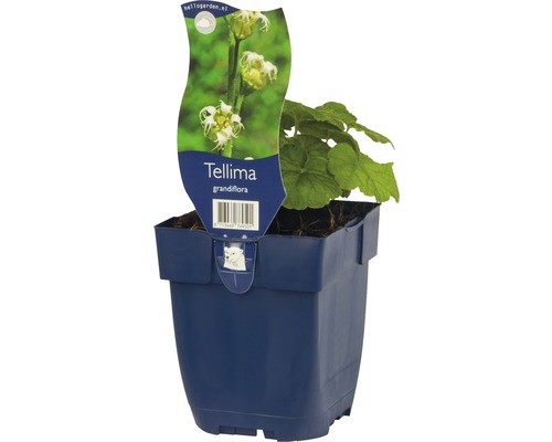 Tellmie FloraSelf Tellmia grandiflora H 5-30 cm Co 0,5 L