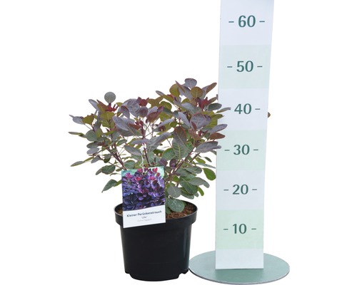 Kleiner Perückenstrauch im Topf mit Höhenangabe.