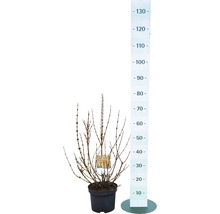 Goldglöckchen FloraSelf Forsythia intermedia 'Lynwood' H 40-60 cm Co 4,5 L