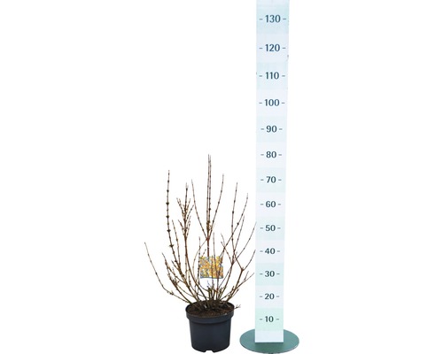 Goldglöckchen in einem Topf neben einem Messstab