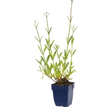 Eisenkraut FloraSelf Verbena bonariensis H 5-80 cm Co 0,5 L-thumb-3