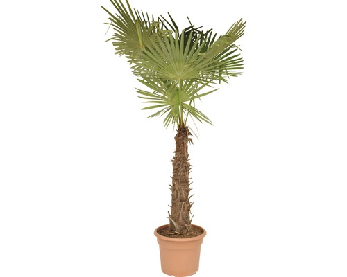 Hanfpalme FloraSelf Trachycarpus fortunei Stammhöhe 50-60 cm Gesamthöhe 120-140 cm Ø 40 cm Topf Topf Topfgedrückt