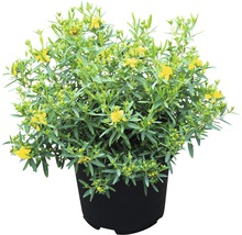 Johanniskraut FloraSelf Hypericum kalmianum 'Cobaltngold' H 40-50 cm Co 4,5 L