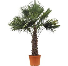Hanfpalme im Topf