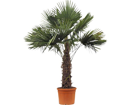 Hanfpalme im Topf