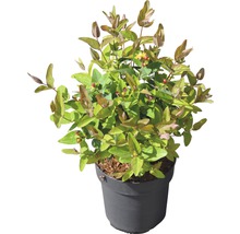 Johanniskraut FloraSelf Hypericum inodorum 'Magical Lightning' H 40-60 cm Co 4,5 L