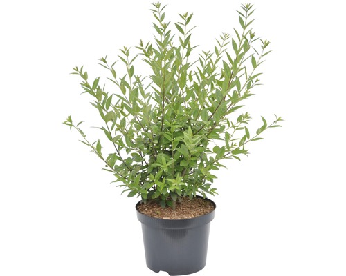 Spierenstrauch im Topf