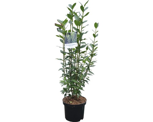 Immergrüner Liguster in einem Topf