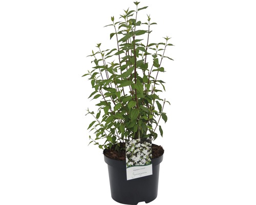 Strauch Deutzia Scabra Plena im Topf