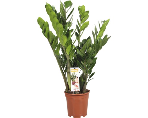 Zamioculcas Zimmerpflanze im Topf