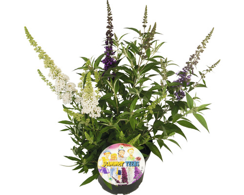 Sommerflieder, Schmetterlingsflieder FloraSelf Buddleja davidii 'Summer Teens ® Tricolor' H 60-70 cm Co 12 L buschig