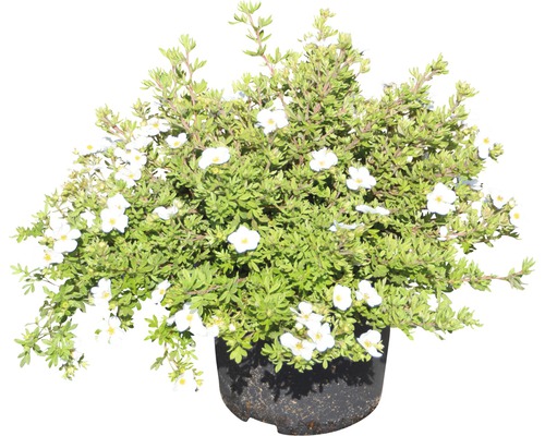 Blütenstrauch in einem Topf