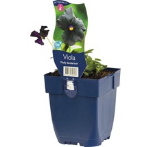 Hornveilchen FloraSelf Viola cornuta 'Molly Sanderson' H 5-20 cm Co 0,5 L