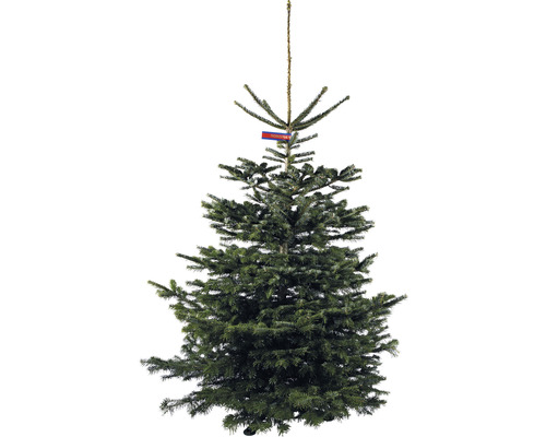 Nordmanntanne GOLD H 170-220 cm, geschlagener Weihnachtsbaum aus nachhaltigem Anbau