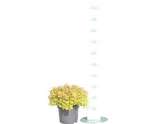 Gelbe Zwergmispel in einem Topf mit Größenangabe.