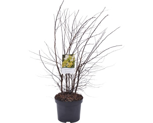 Pflanze im Topf mit kahlen Ästen und Etikett