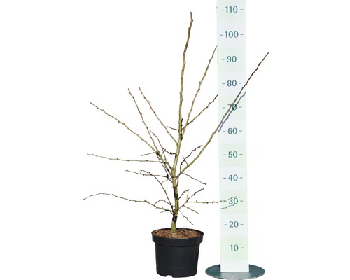 Japanische Nelkenkirsche im Topf mit Größenangabe