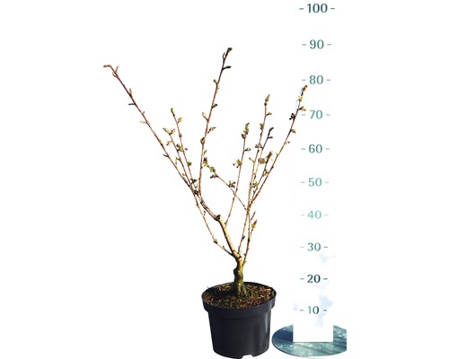 Beerenstrauch im Topf mit Höhenangabe