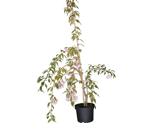 Blühender Zierbaum im Topf