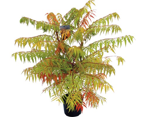 Essigbaum im Topf