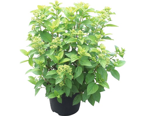 Rispenhortensie im Topf