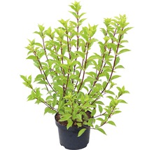 Rispenhortensie FloraSelf Hydrangea paniculata 'Pinky Winky' H 40-60 cm Co 6 L-thumb-1