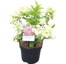 Rispenhortensie im Topf mit weißen Blüten und grünen Blättern