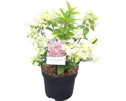 Rispenhortensie im Topf mit weißen Blüten und grünen Blättern
