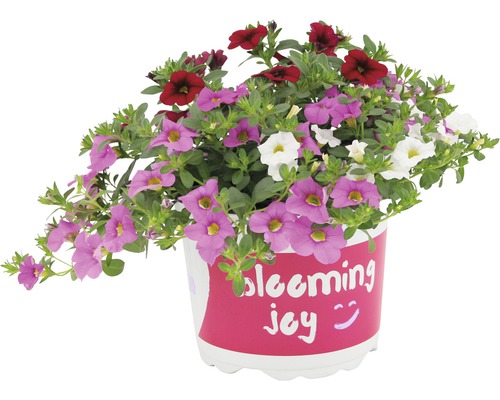 Blumentopf mit Petunien